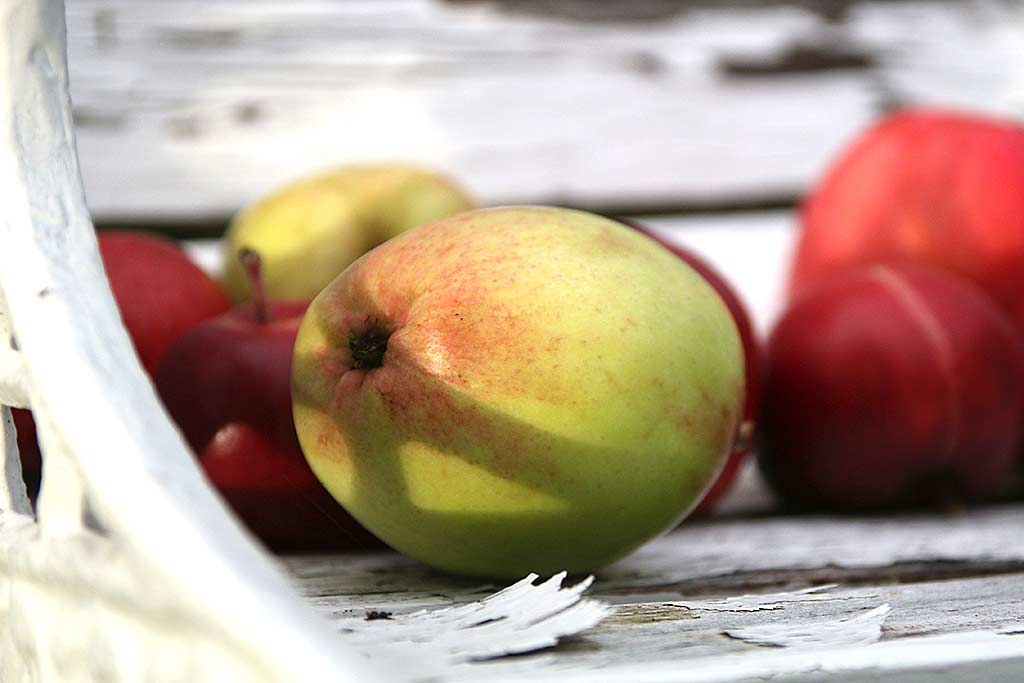 Norske epler egner seg godt til ciderproduksjon | Ølakademiet AS Nedfallsepler