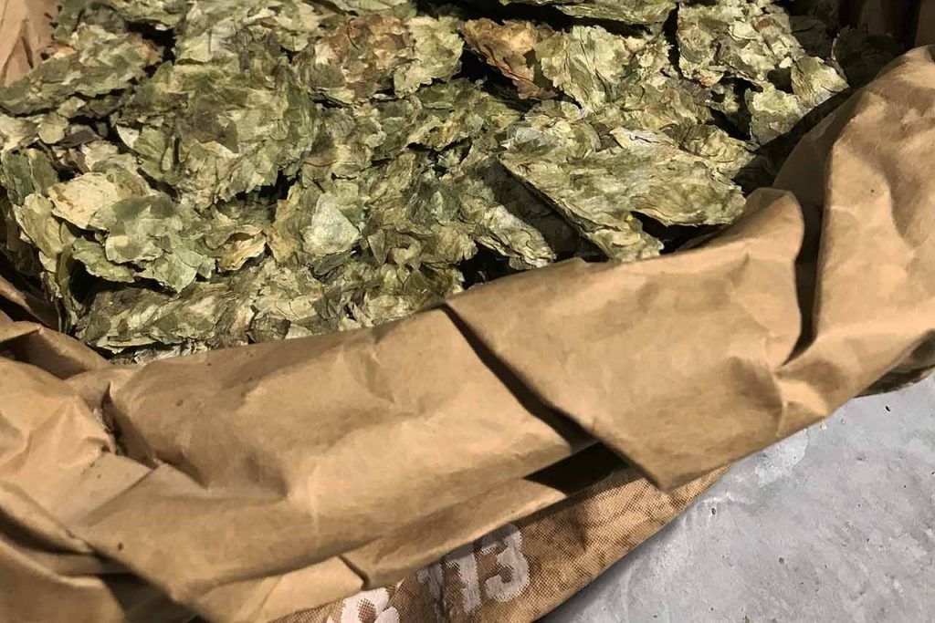 Humle er det som gir ølet bitterhet | Ølakademiet AS Tørkede humleflak